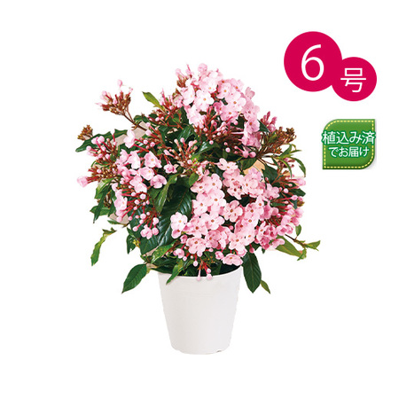 ルクリア「舞」タワー仕立て　１１月下旬より順次