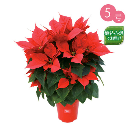 冬を彩るポインセチア３点セット １２月上旬より順次 食品通販のベルーナグルメ 公式