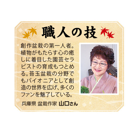 四季を感じる♪炉びらきつばき盆栽　１０月中旬より順次