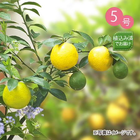 育てて食べられる実付き３点セット　９月上旬より順次