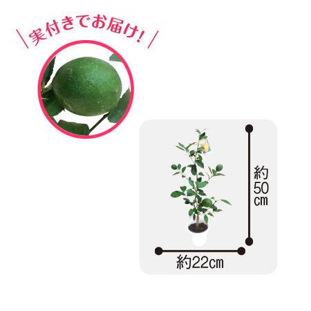 育てて食べられる実付き３点セット　９月上旬より順次