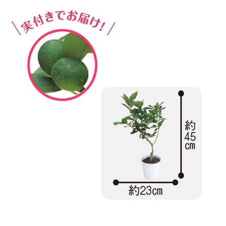 育てて食べられる実付き３点セット　９月上旬より順次