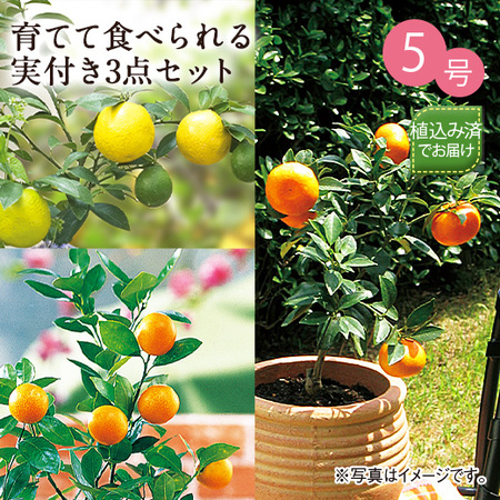 育てて食べられる実付き３点セット　９月上旬より順次