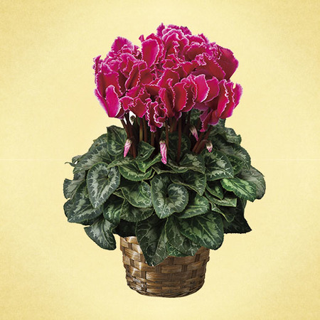 ≪早期割引☆200円オフ！≫シクラメン ハリオオス・カーリー