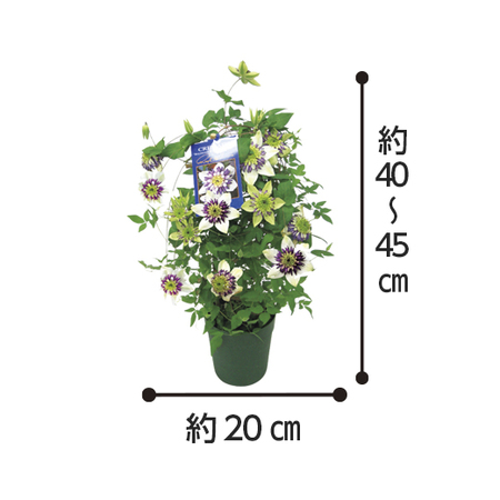 クレマチス　ビエネッタ　行燈仕立て