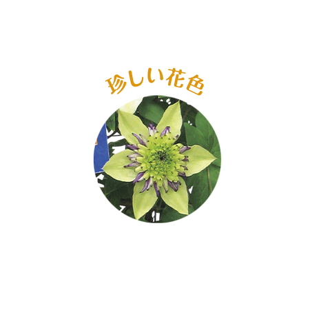 クレマチス　ビエネッタ　行燈仕立て