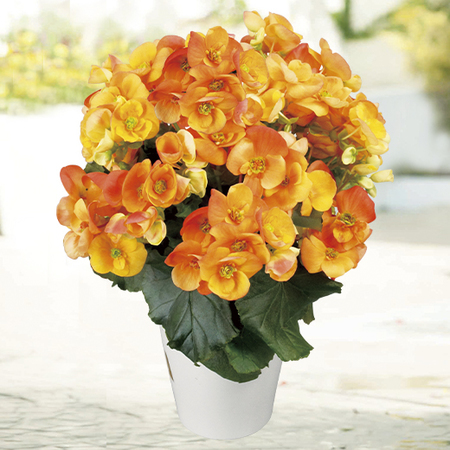 ベゴニア3点セット - 食品通販のベルーナグルメ【公式】