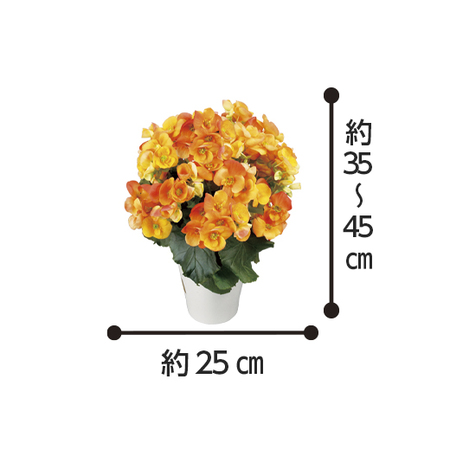 ベゴニア3点セット - 食品通販のベルーナグルメ【公式】