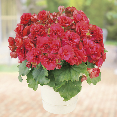 ベゴニア3点セット - 食品通販のベルーナグルメ【公式】