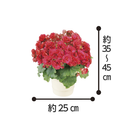 ベゴニア3点セット - 食品通販のベルーナグルメ【公式】