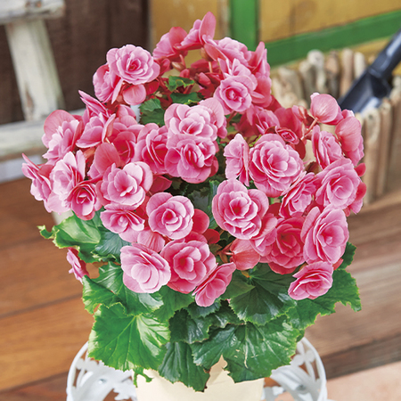 専用❣️Begonia 3点　ご予約品 専用❣️Begonia 3点 ご予約品 ベゴニア3点セット - 食品通販のベルーナ