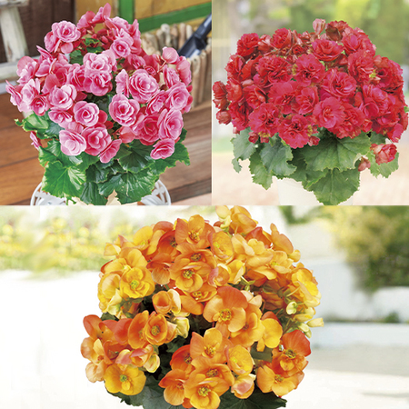 ベゴニア3点セット - 食品通販のベルーナグルメ【公式】