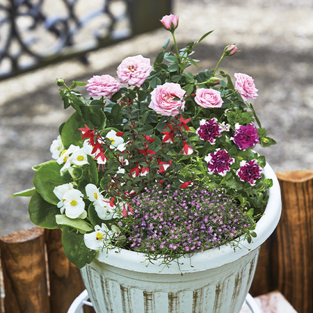 デザイナー監修 オシャレガーデニングｄ 食品通販のベルーナグルメ 公式