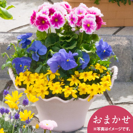 ≪特別送料無料≫季節の寄せ植えガーデニングＧ　７月中旬―７月下旬お届け