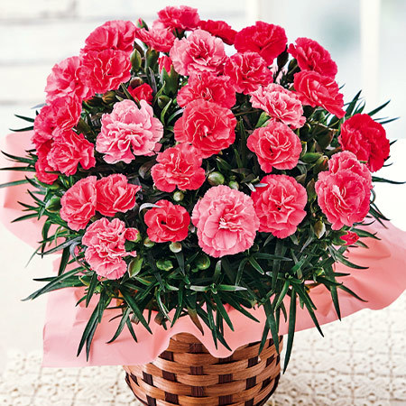 カーネーションさくらもなか５号 母の日期間お届け 食品通販のベルーナグルメ 公式