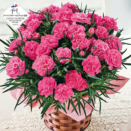 早割 300円引き カーネーションスイートジュエル5号 母の日期間お届け 食品通販のベルーナグルメ 公式 早割 300円引き カーネーションスイートジュエル5号 母の日期間お届け 食品通販のベルーナグルメ 公式