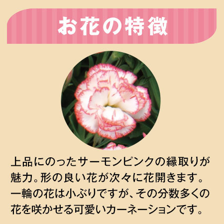 カーネーションゆきかなで５号とカステラセット 母の日期間お届け 食品通販のベルーナグルメ 公式