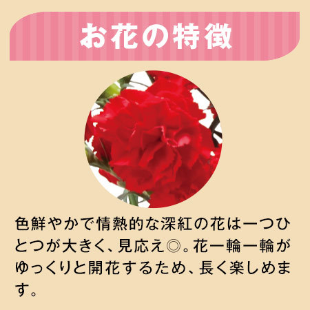 カーネーションカンタービレ５号 母の日期間お届け 食品通販のベルーナグルメ 公式