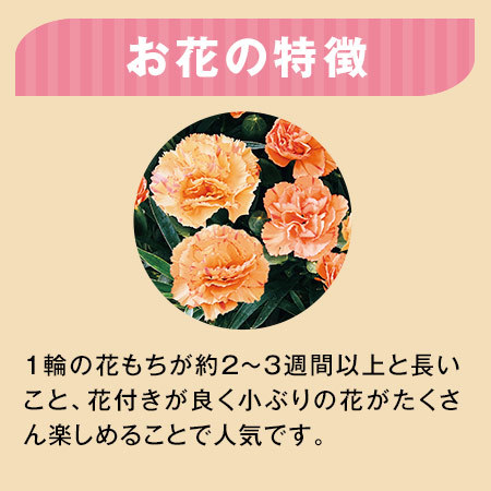 早割 300円引き カーネーションフロランタン5号 母の日期間お届け 食品通販のベルーナグルメ 公式 早割 300円引き カーネーションフロランタン5号 母の日期間お届け 食品通販のベルーナグルメ 公式