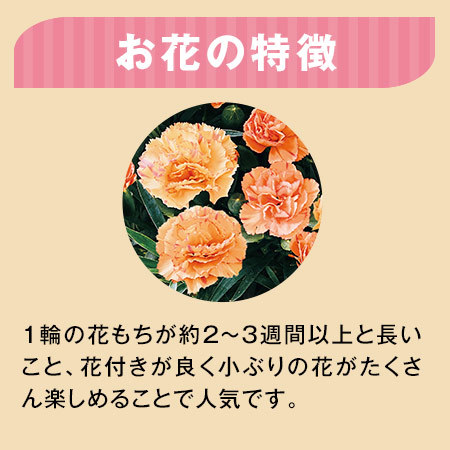 ≪早割★４００円引き！≫カーネーションフロランタン５号とカステラセット【母の日期間お届け】