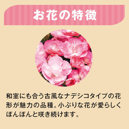 ≪早割★４００円引き！≫カーネーションさくら月夜（つきよ）５号とカステラセット【母の日期間お届け】