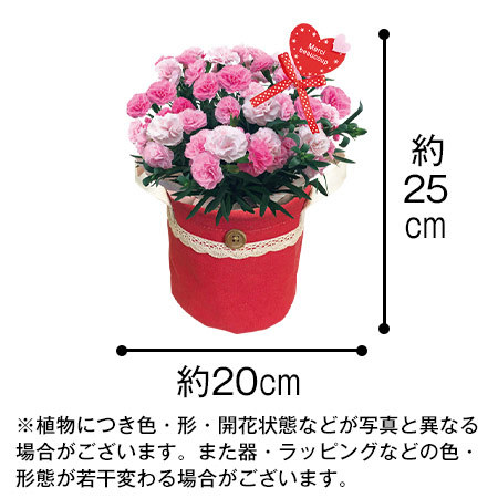 カーネ―ションバンビーノと烏骨鶏姫どらやき【母の日期間お届け】