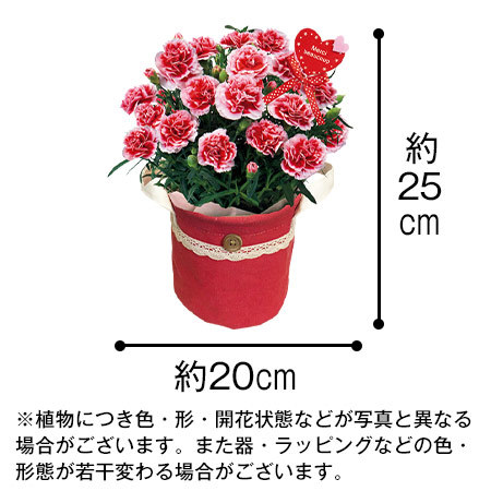 カーネ―ションいちごホイップとコロンバンフールセックン【母の日期間お届け】