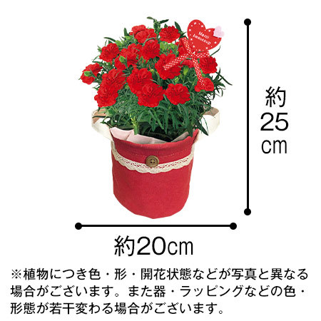 カーネ―ション感謝の気持ちと烏骨鶏姫どらやき【母の日期間お届け】