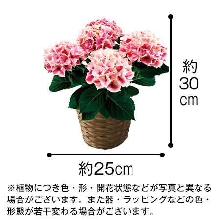 あじさいピルニッツとホテルオークラプチケーキ【母の日期間お届け】