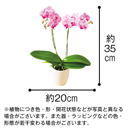 ミディ胡蝶蘭コーラルパラダイス２本立と烏骨鶏姫どらやき【母の日期間お届け】