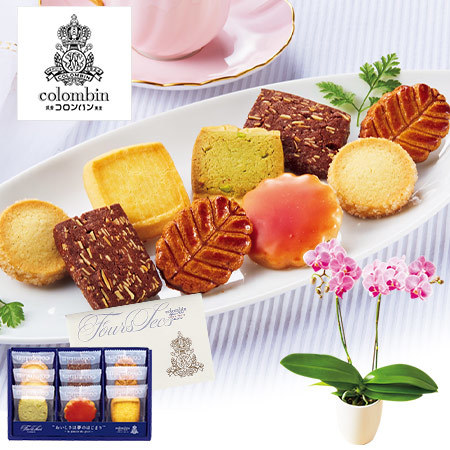 ミディ胡蝶蘭コーラルパラダイス２本立とコロンバンフールセックン【母の日期間お届け】