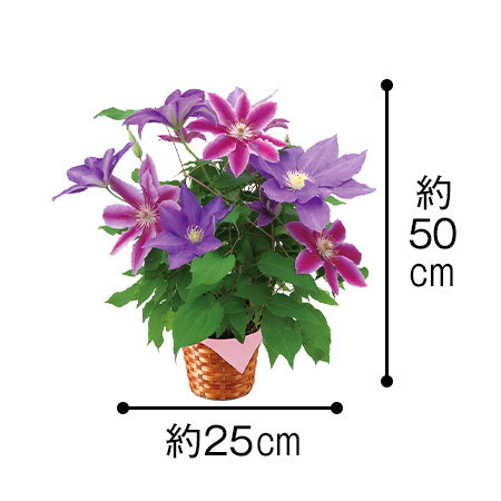 ≪早割☆1，000円引き！≫2色ミックスクレマチス 行灯仕立て5号