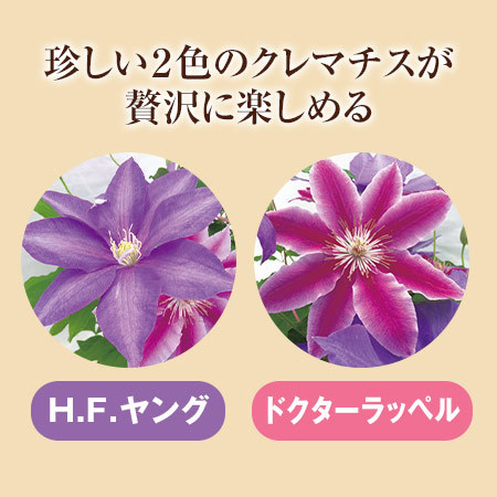 ≪早割☆1，000円引き！≫2色ミックスクレマチス 行灯仕立て5号