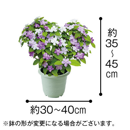 ニオイバンマツリ ハート仕立て5号【母の日期間お届け】 - 食品通販の