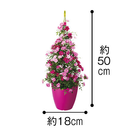 ≪早割★５００円引き！≫須磨・真珠貝のローズツリー５号【母の日期間お届け】