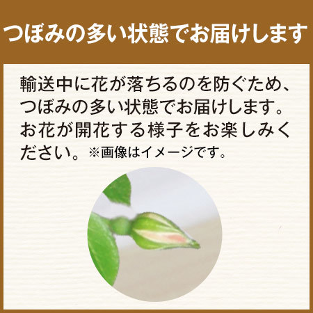 ≪早割★５００円引き！≫須磨・真珠貝のローズツリー５号【母の日期間お届け】