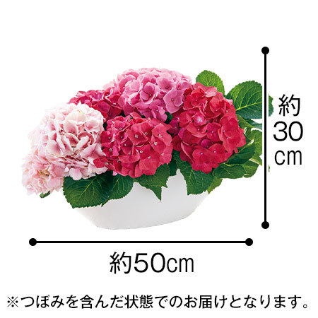 ≪早割★２００円引き！≫あじさい３色ミックス寄せ植え【母の日期間お届け】