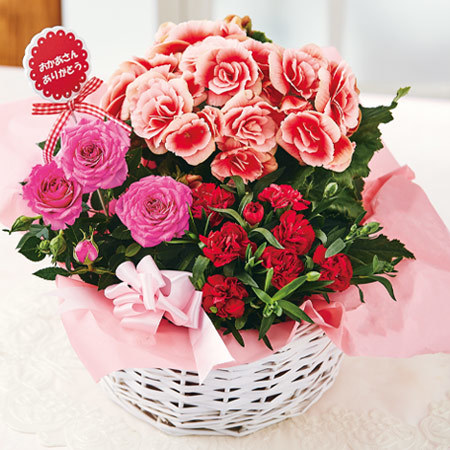 八重咲リーガスベゴニア ボリアス寄鉢７号 母の日期間お届け 食品通販のベルーナグルメ 公式