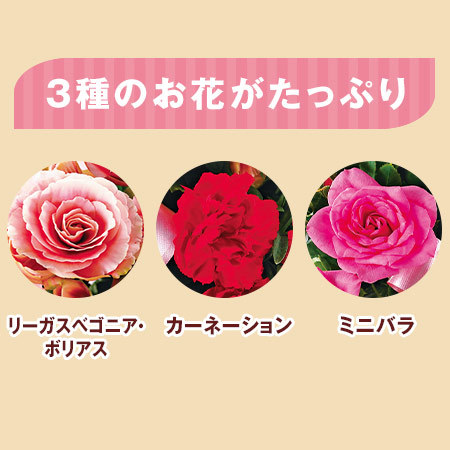 早割 ６００円引き 八重咲リーガスベゴニア ボリアス寄鉢とカステラセット 母の日期間お届け 食品通販のベルーナグルメ 公式