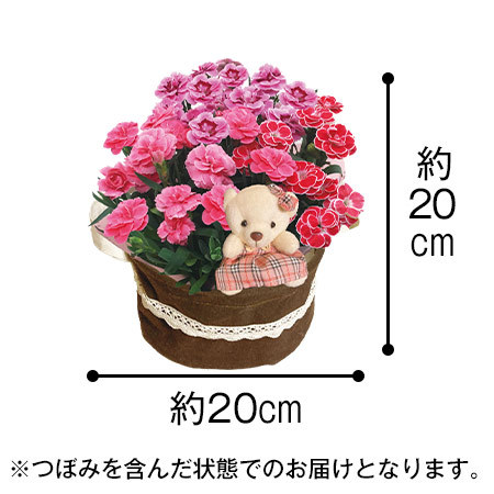 くまさんといっしょ♪３色カーネーションバスケット【母の日期間お届け】