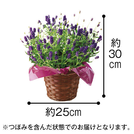 イングリッシュラベンダーアロマティコ５号 母の日期間お届け 食品通販のベルーナグルメ 公式