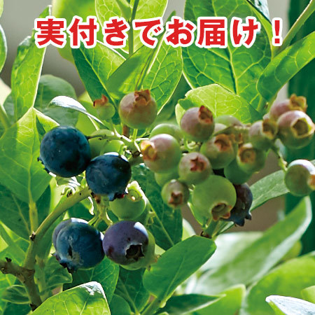 育てて食べられるブルーベリー５号 父の日期間お届け 食品通販のベルーナグルメ 公式