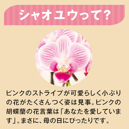 マイクロ胡蝶蘭「シャオユウ」２本立【母の日期間お届け】