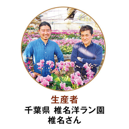 マイクロ胡蝶蘭「シャオユウ」２本立【母の日期間お届け】