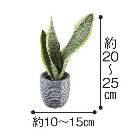 観葉植物　サンスベリアと古今東西らーめん食べくらべ【父の日期間お届け】