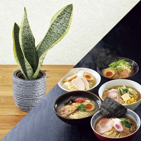 観葉植物　サンスベリアと古今東西らーめん食べくらべ【父の日期間お届け】