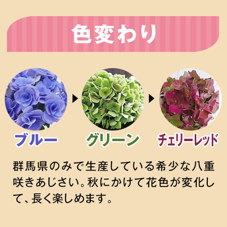 あじさいフェアリーアイ青５号カステラ母