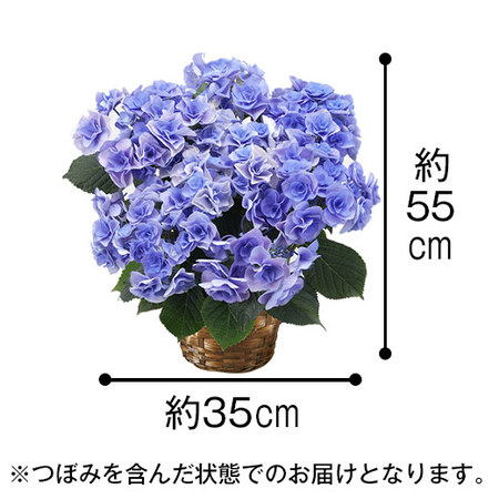 早あじさいフェアリーアイ青５号カステラ母