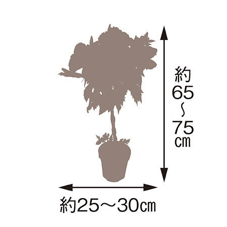 ３色ミックスハイビスカス　トピアリー仕立　７月上旬より順次お届け