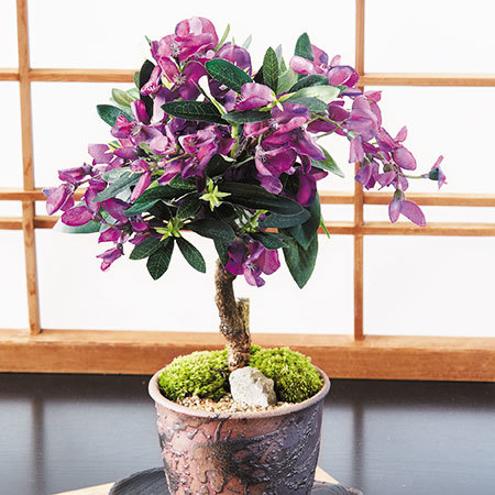 盆栽　３点セット　６月中旬より順次お届け